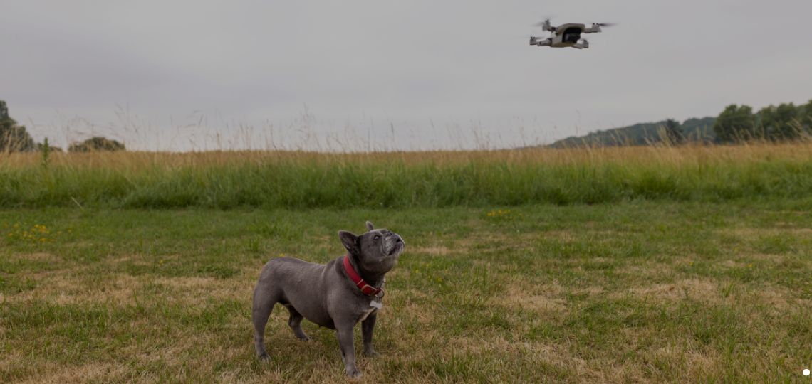 What to Do If Your Dog Goes Missing: A UK Guide for Pet Owners