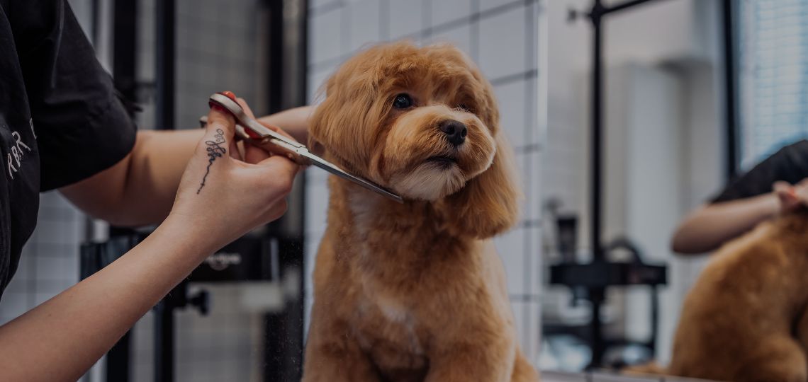 Why Finding the Right Accredited Pet Service Really Matters