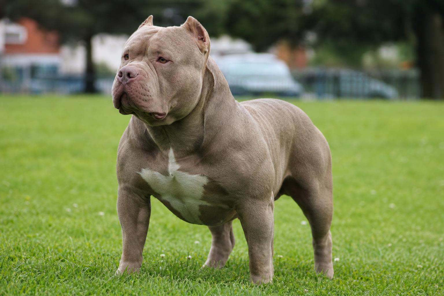 XL Bully Ban One Year On: What UK Dog Owners Need to Know in 2026