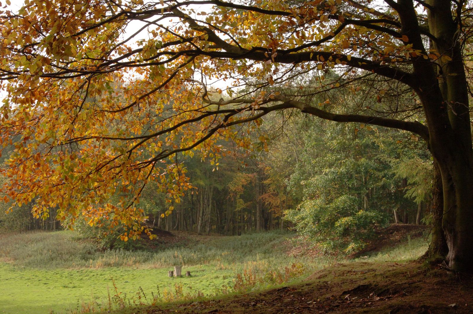 Haugh Woods