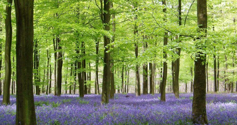 King's Wood