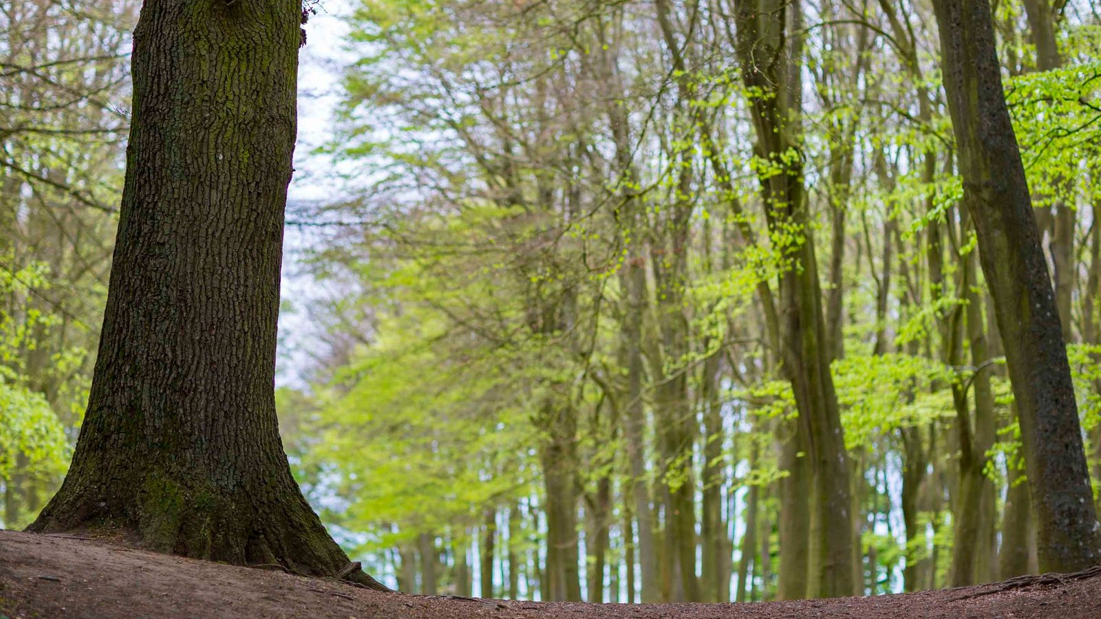 Badbury Clump