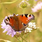 Highwoods Country Park