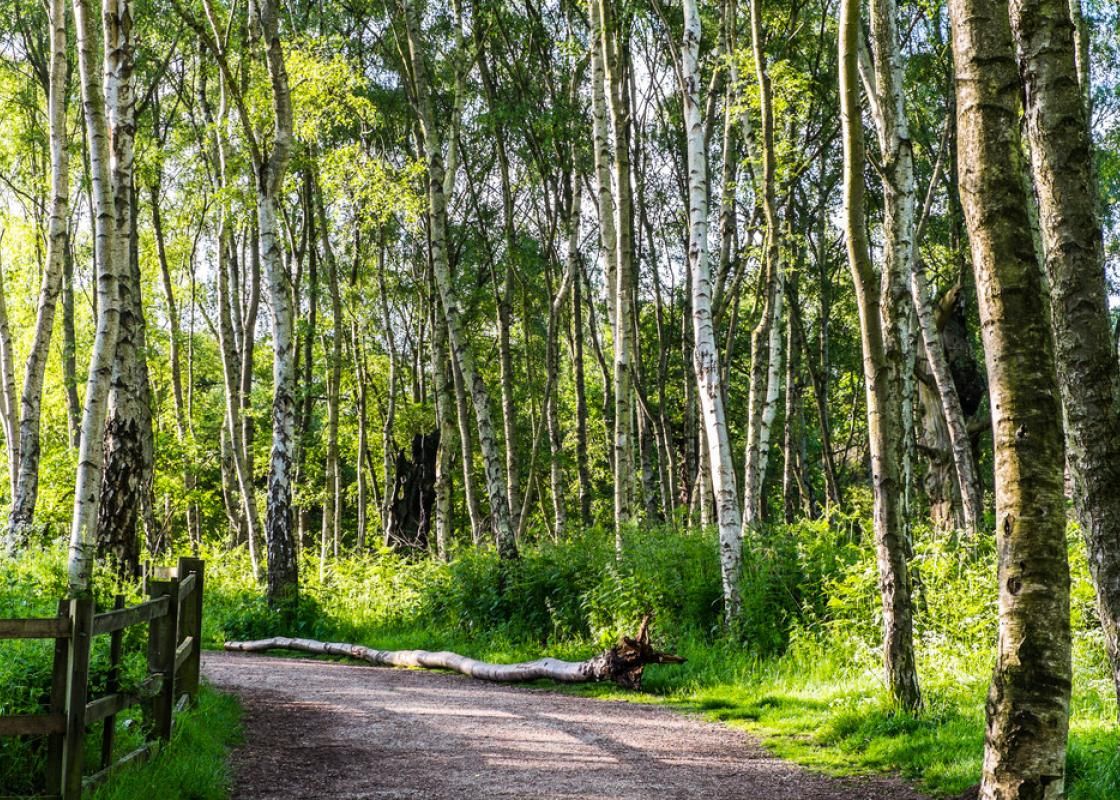Sherwood Forest