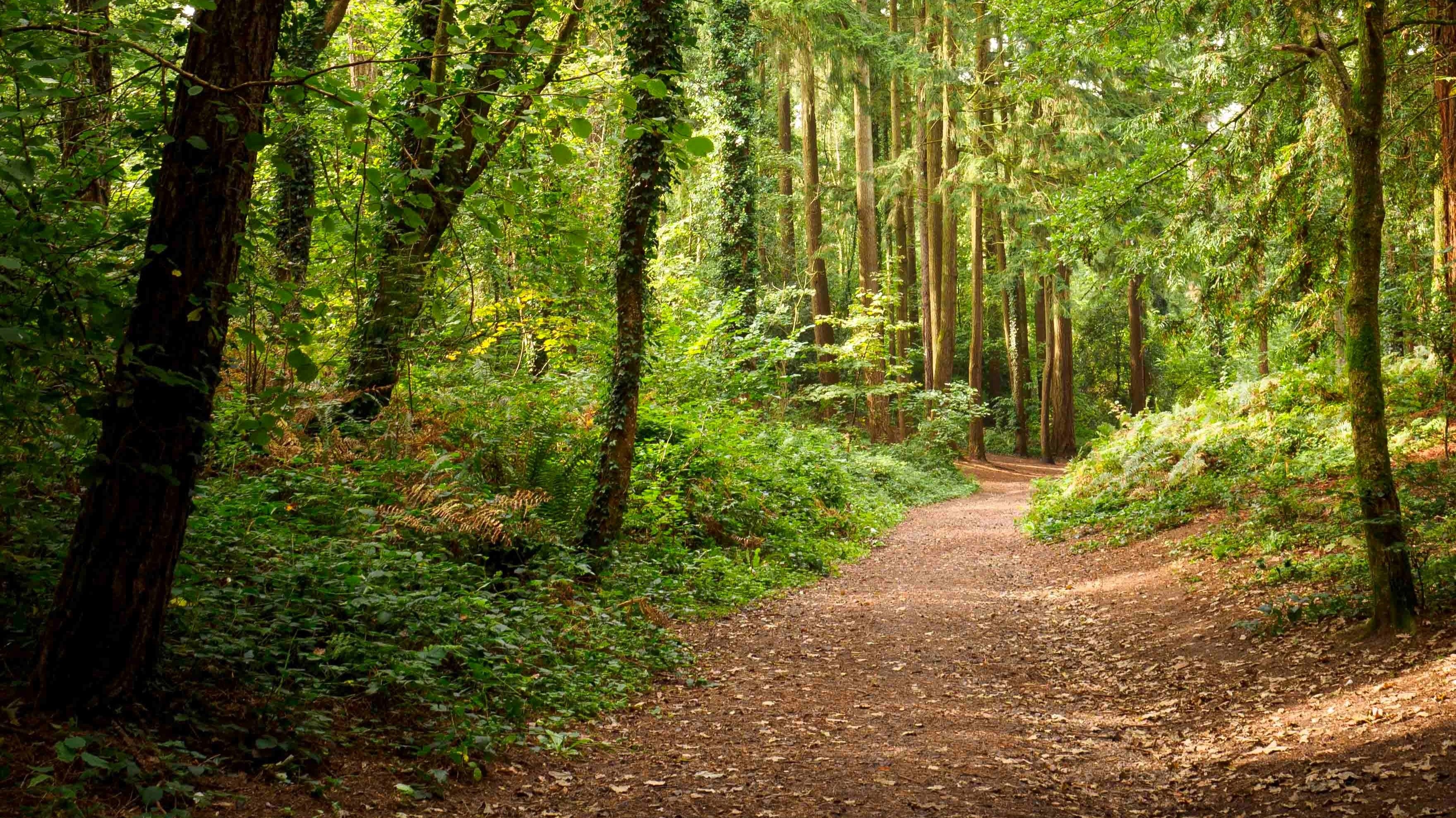 Thorncombe Wood Local Nature Reserve