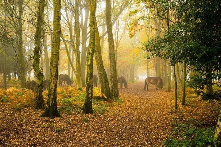 Snelsmore Common