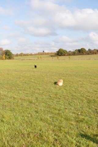 Hylands Park