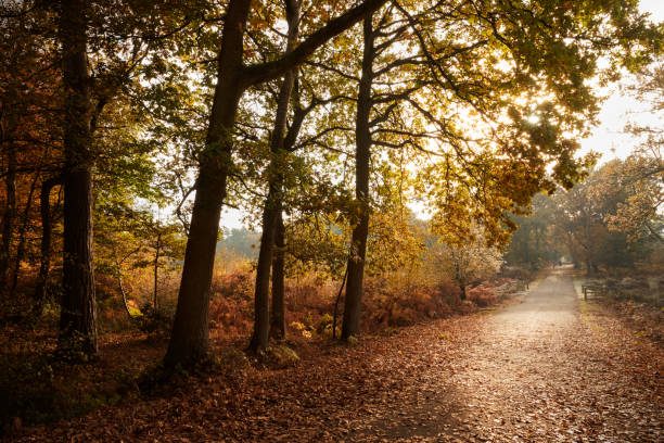Burnham Beeches