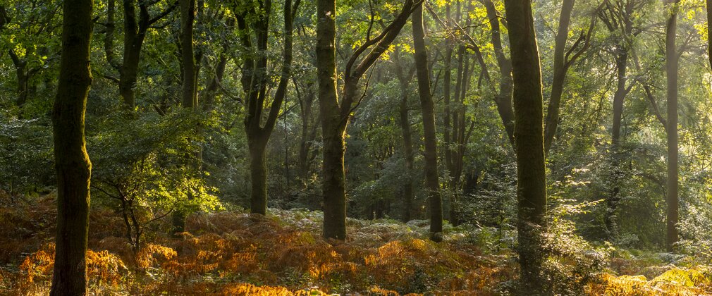 Savernake Forest