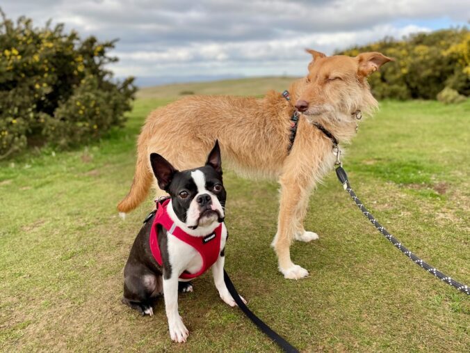 Cleeve Hill Common
