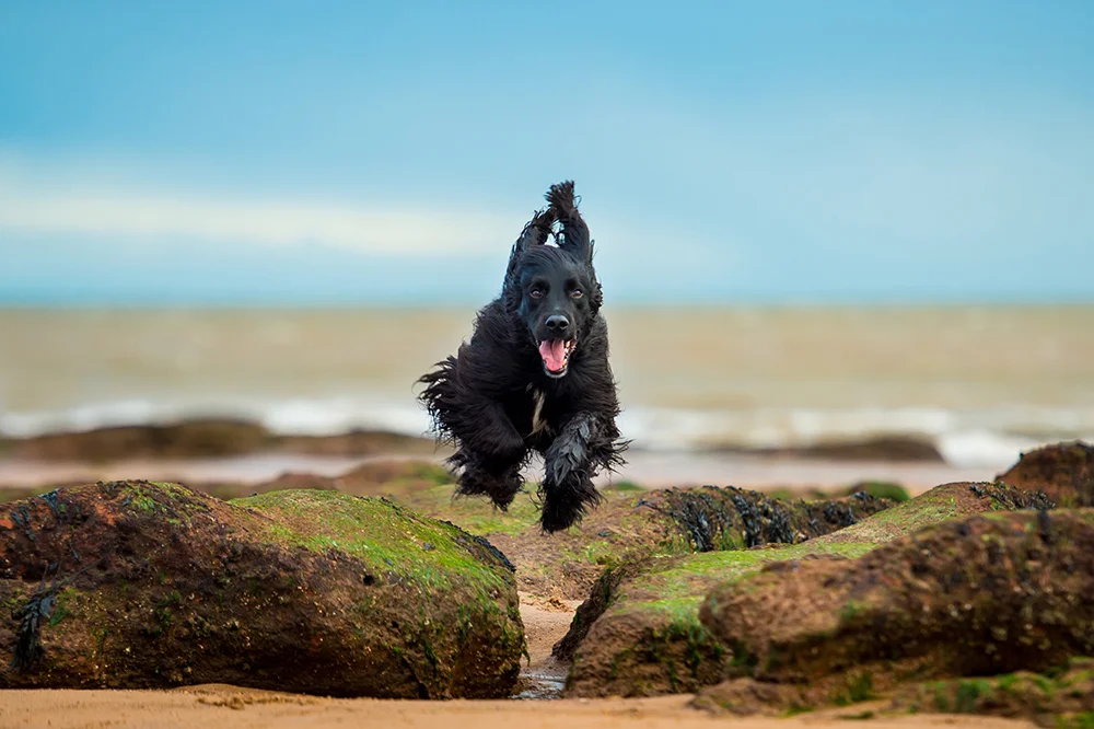 Exmouth Beach