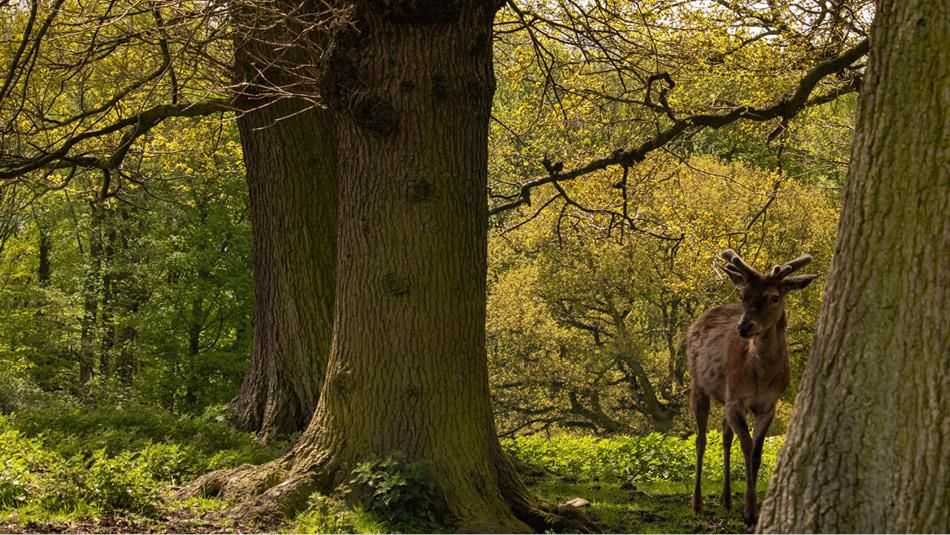 Castle Eden Dene
