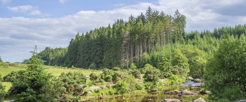 Bellever Forest