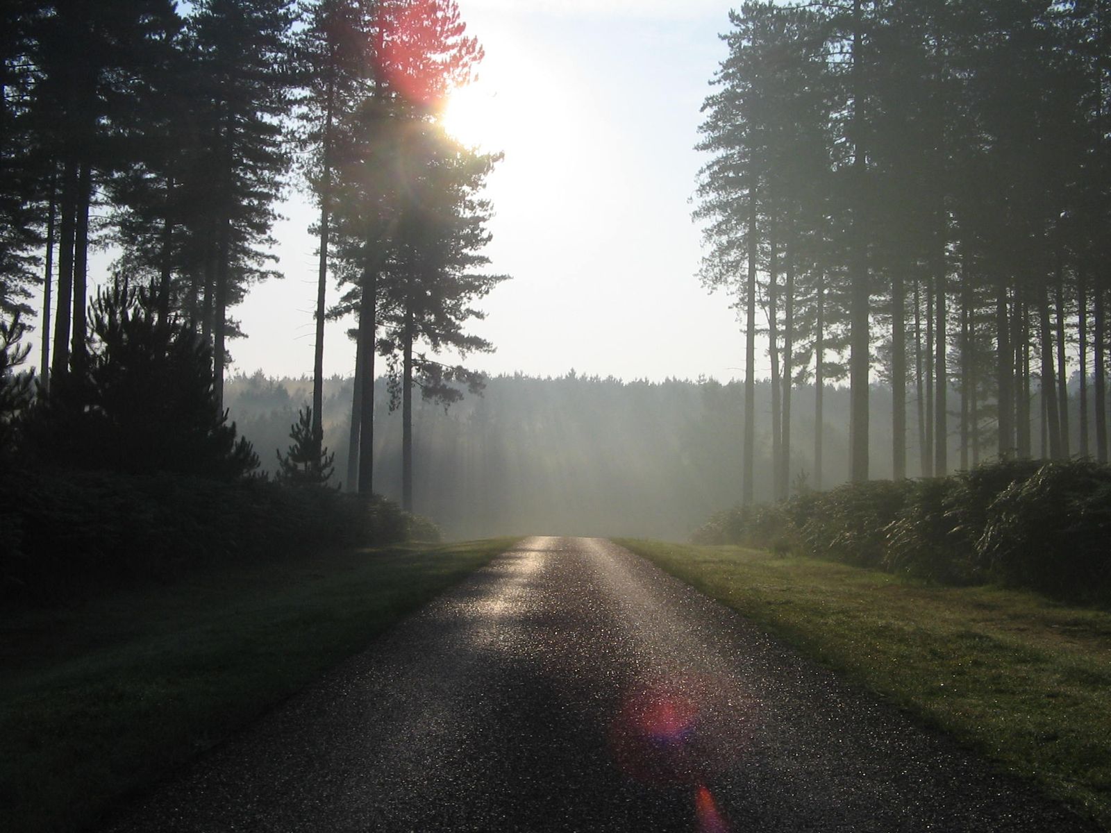 Thetford Forest