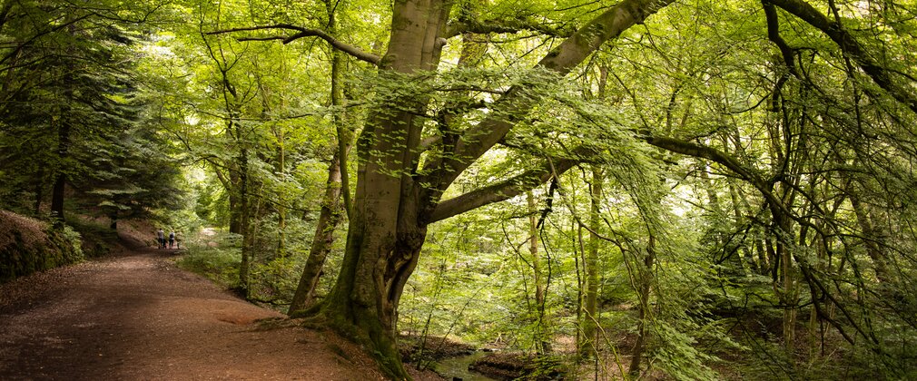 Dimmingsdale Valley