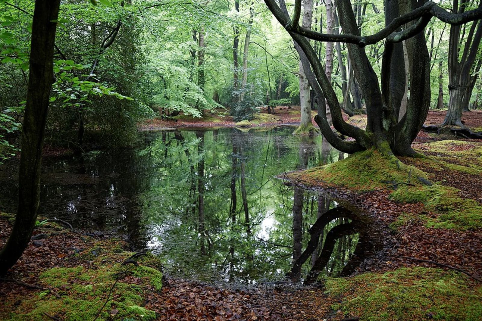 Epping Forest