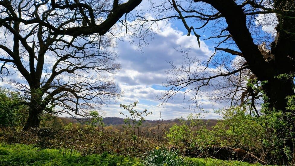 Epping Forest (Essex side)