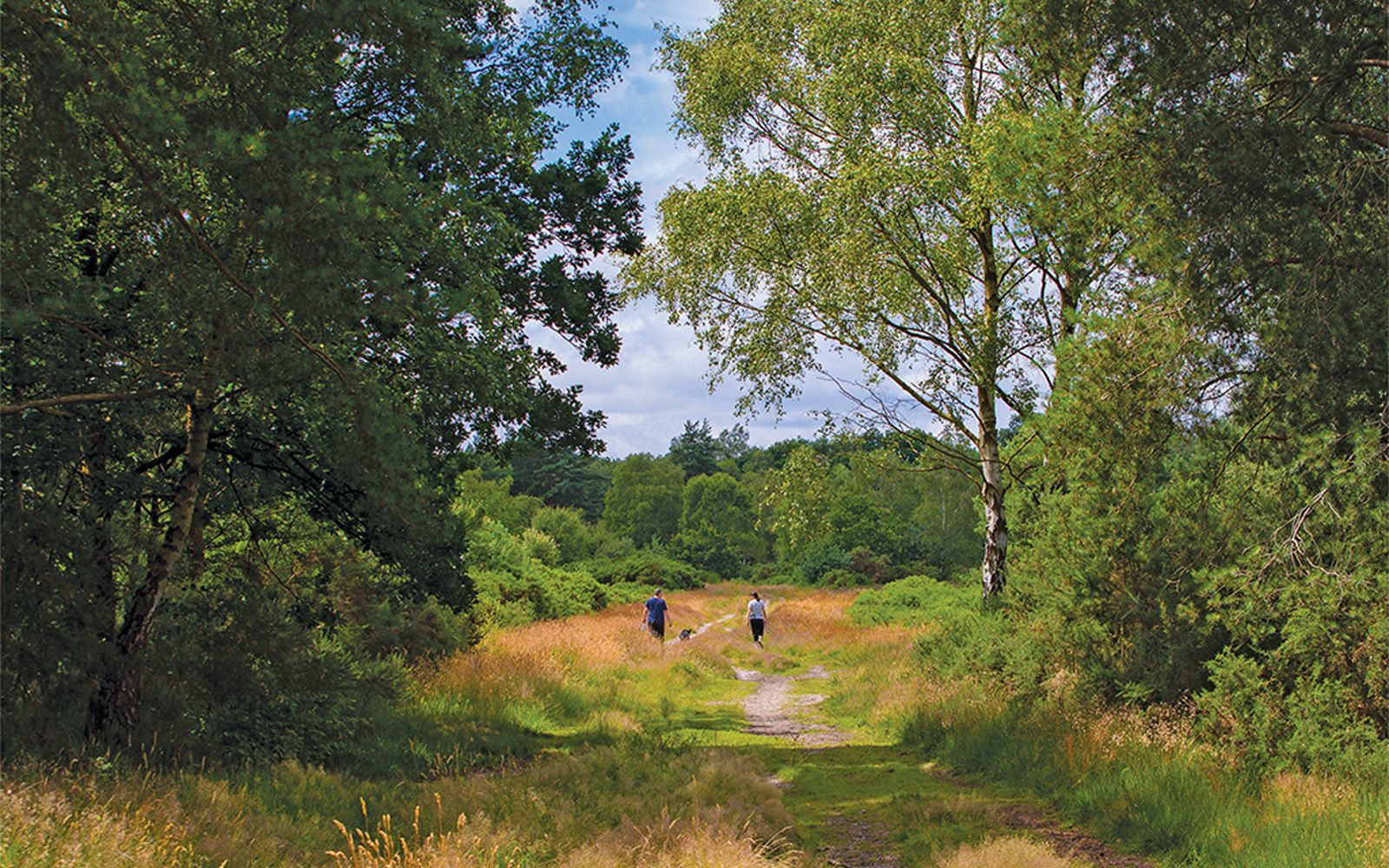 Chobham Common