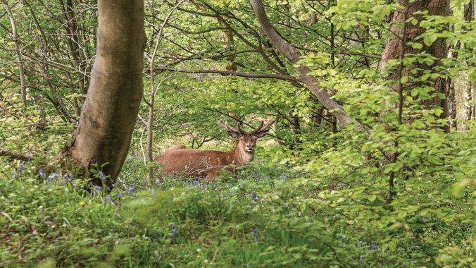 Longshaw Estate