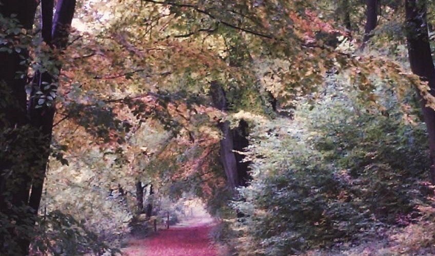 Wendover Woods