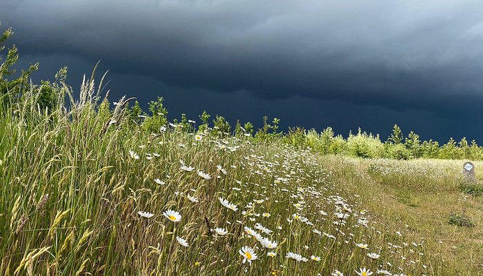 Heartwood Forest