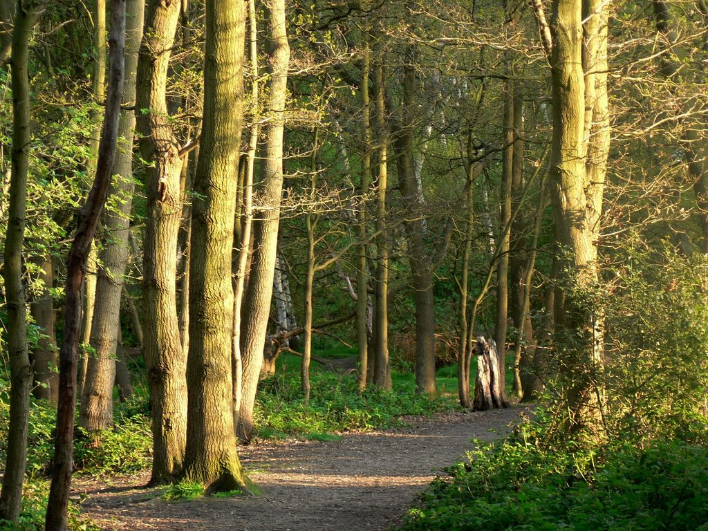 Wimbledon Common