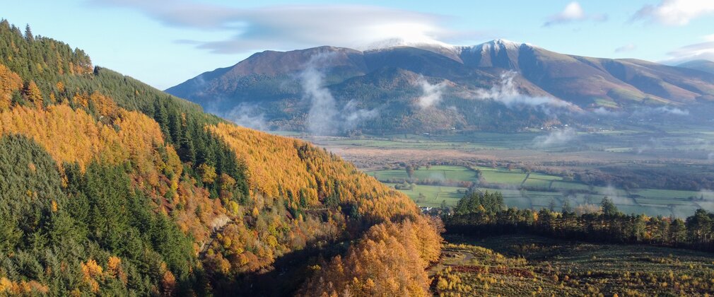 Whinlatter Forest
