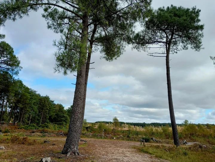 Avon Heath Country Park