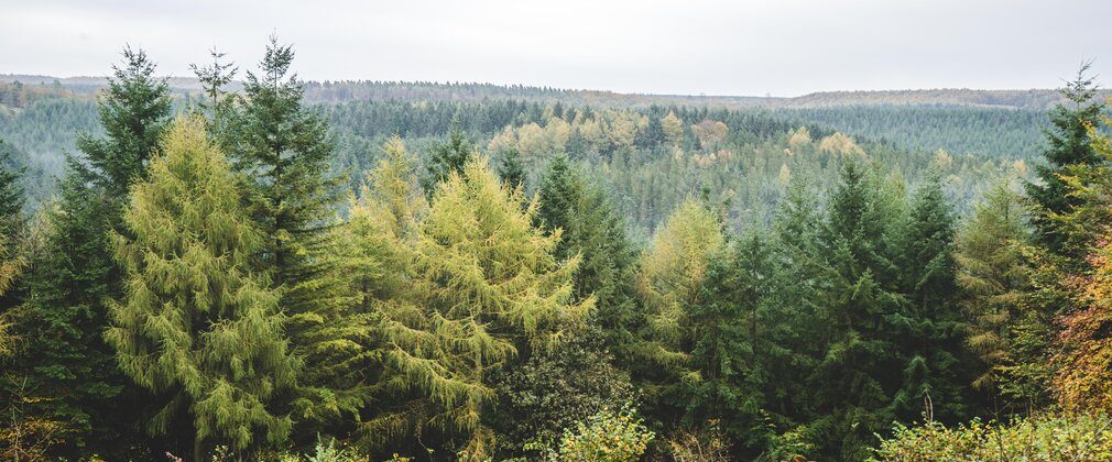 Dalby Forest