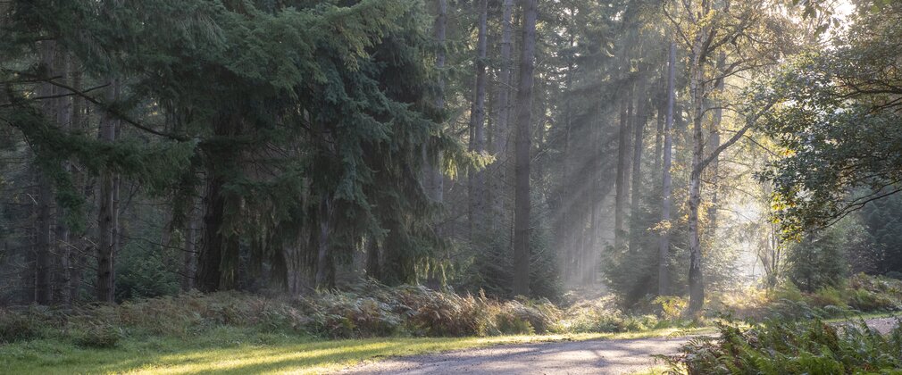 Wyre Forest
