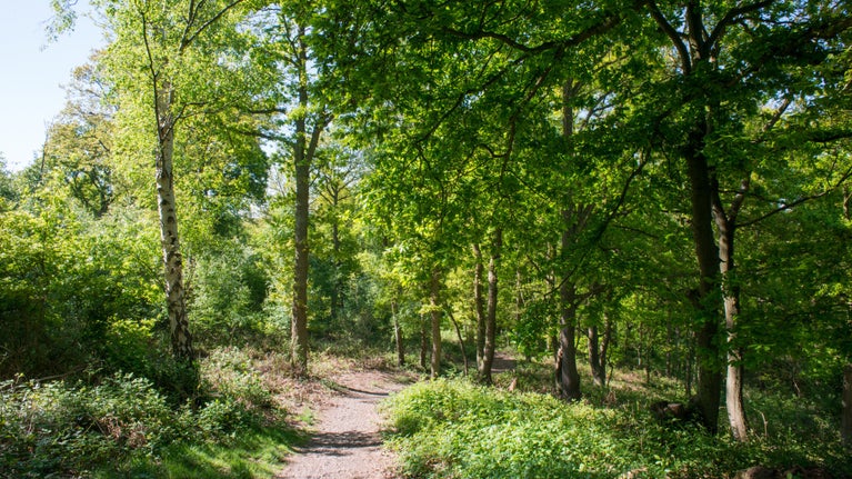 Danbury Common