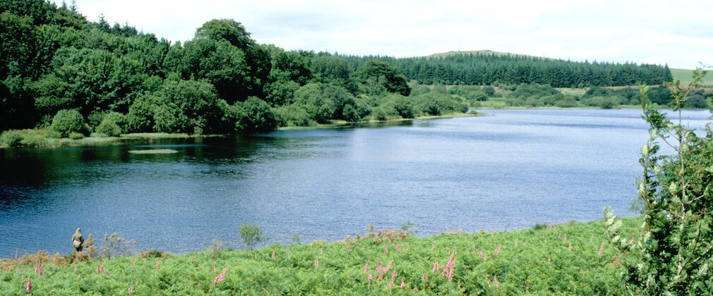 Fernworthy Forest