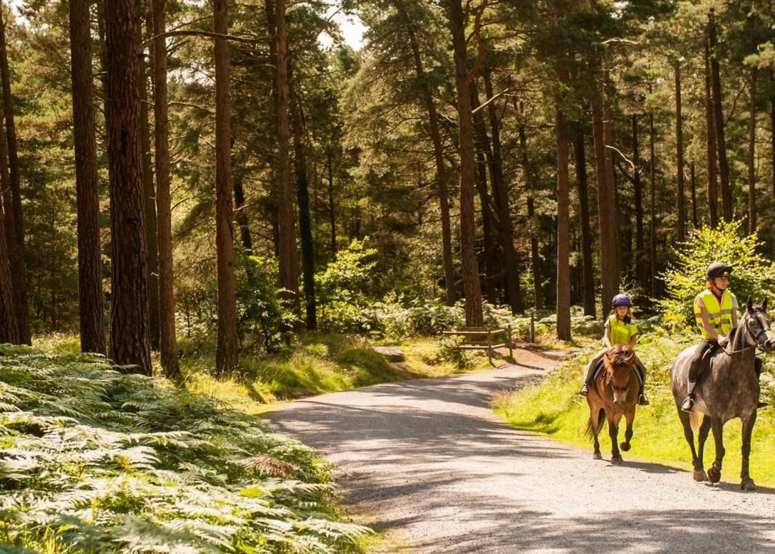 Hamsterley Forest