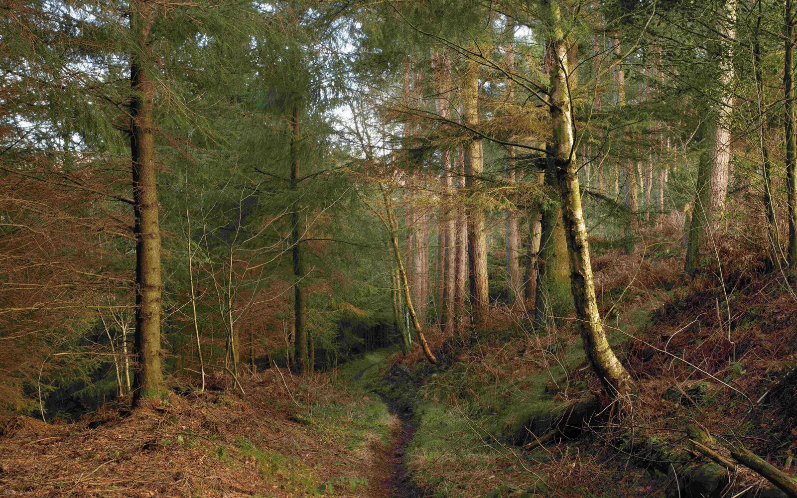 Rendlesham Forest