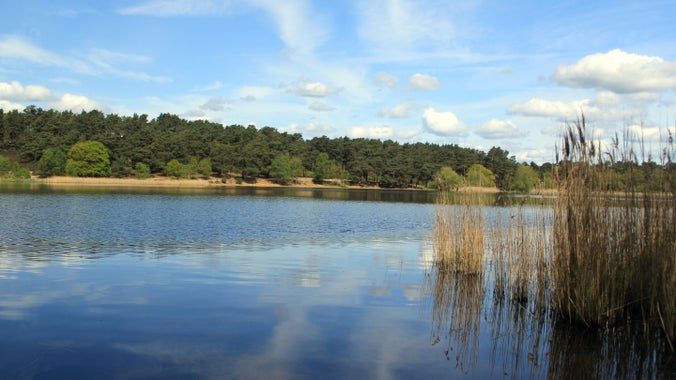 Frensham Common