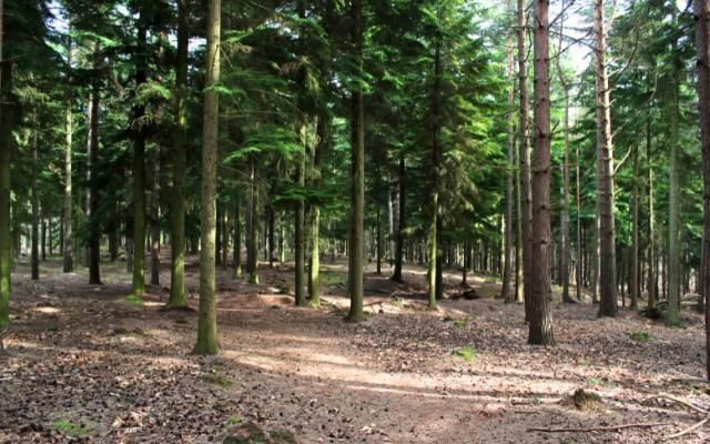 Swinley Forest