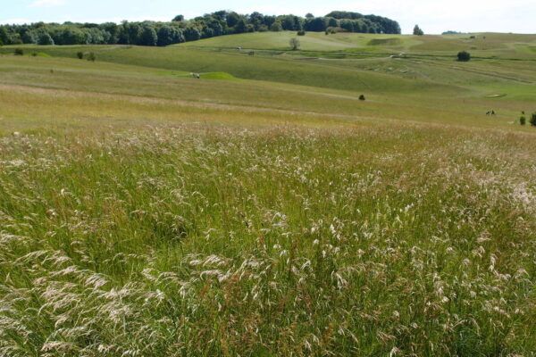 Therfield Heath