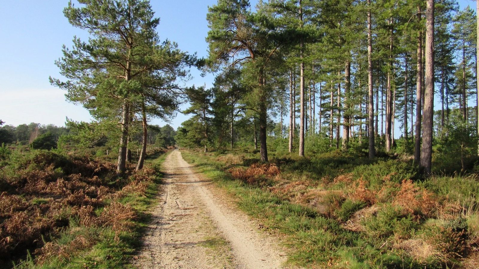 Wareham Forest