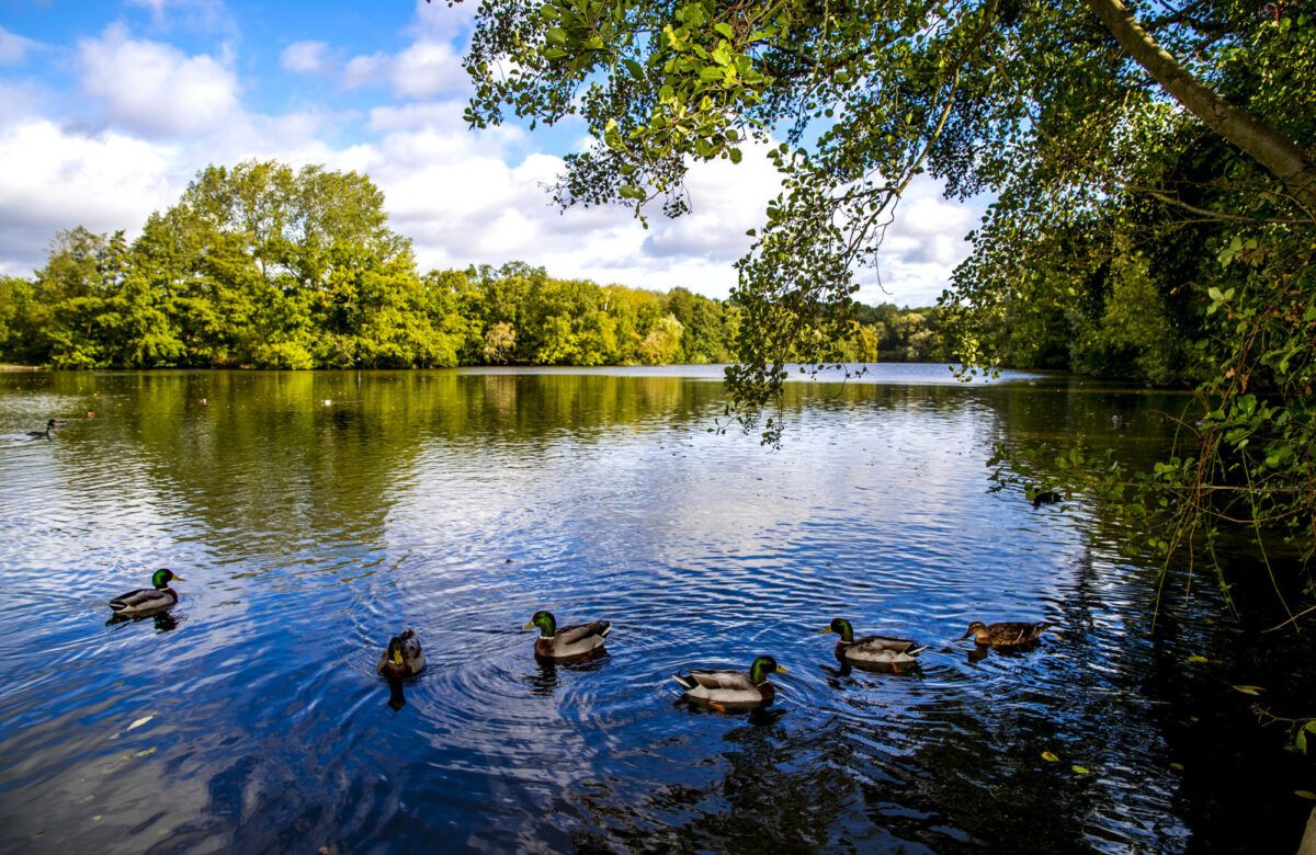 Weald Country Park