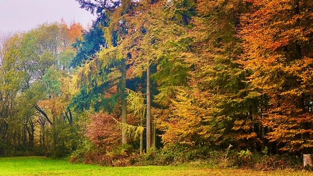 Wytham Woods